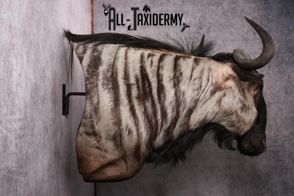 African Blue Wildebeest Wall Pedestal Taxidermy Mount SKU 2484 - Image 15