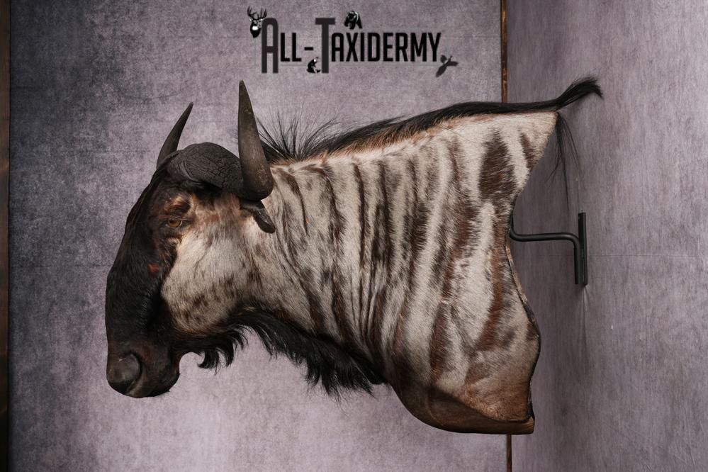 African Blue Wildebeest Wall Pedestal Taxidermy Mount SKU 2484 - Image 14