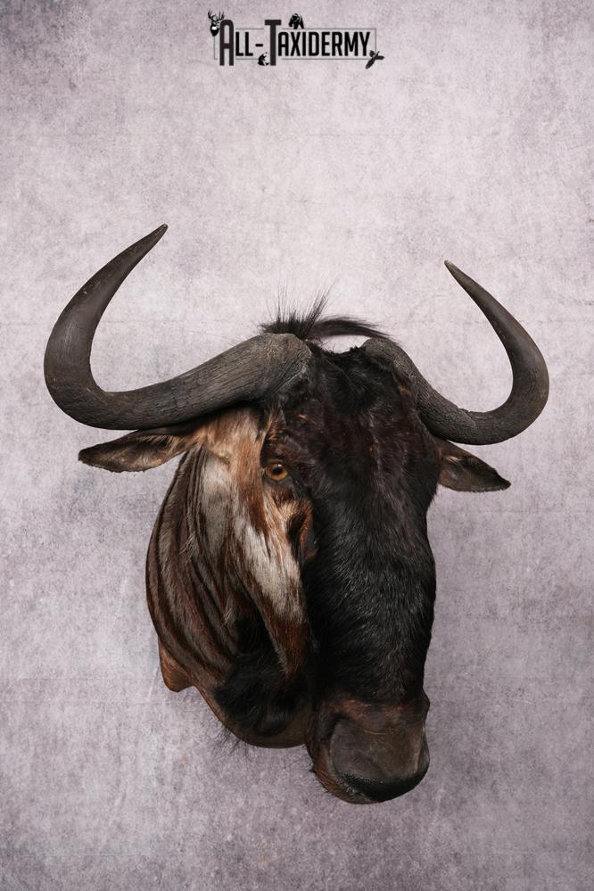 African Blue Wildebeest Wall Pedestal Taxidermy Mount SKU 2484 - Image 13