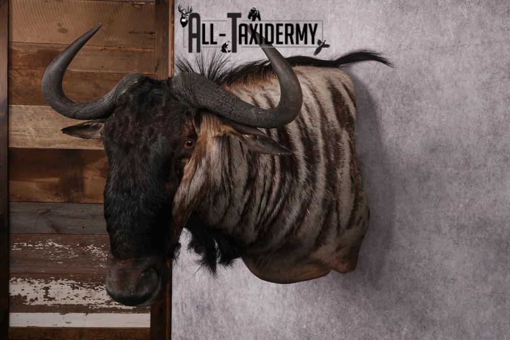 African Blue Wildebeest Wall Pedestal Taxidermy Mount SKU 2484 - Image 12