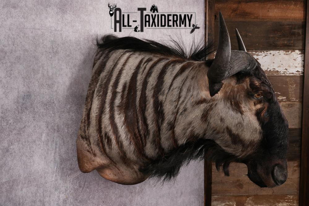 African Blue Wildebeest Wall Pedestal Taxidermy Mount SKU 2484 - Image 11
