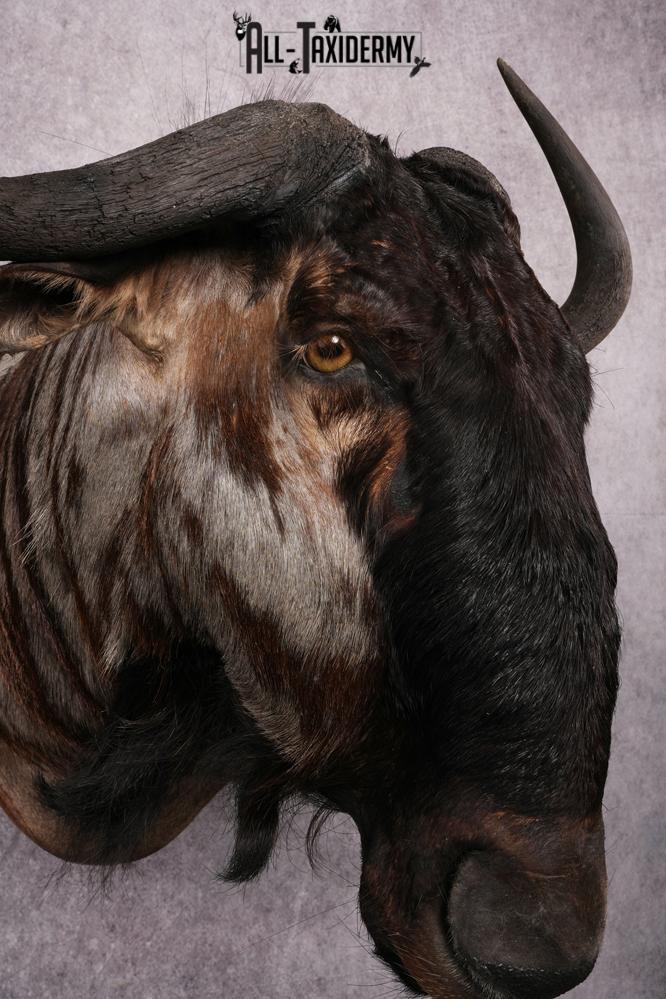 African Blue Wildebeest Wall Pedestal Taxidermy Mount SKU 2484 - Image 10