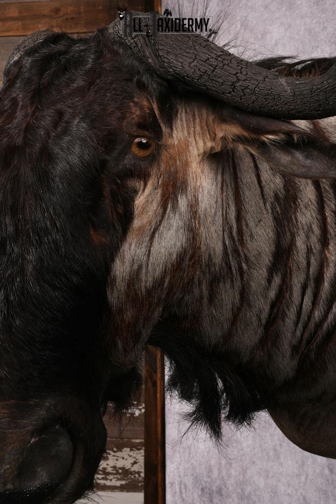 African Blue Wildebeest Wall Pedestal Taxidermy Mount SKU 2484 - Image 9