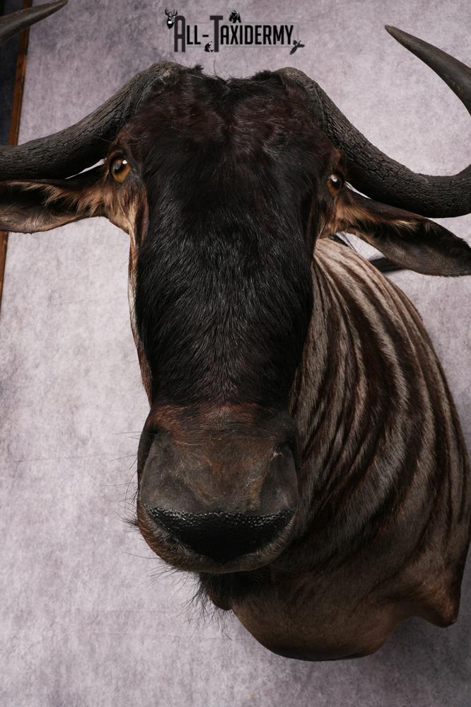 African Blue Wildebeest Wall Pedestal Taxidermy Mount SKU 2484 - Image 8
