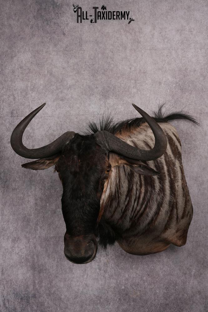 African Blue Wildebeest Wall Pedestal Taxidermy Mount SKU 2484