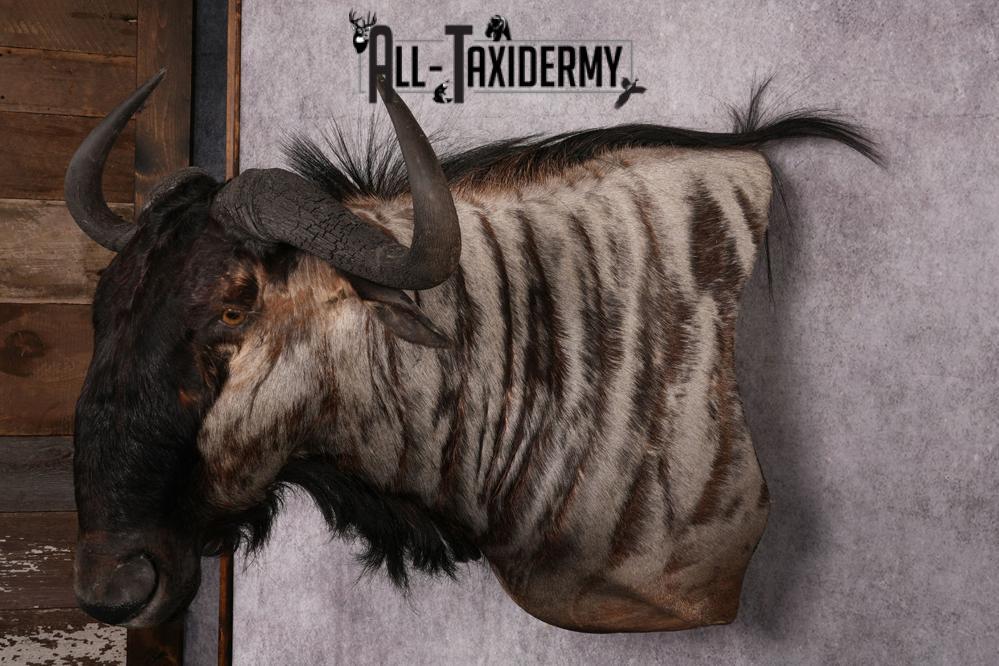 African Blue Wildebeest Wall Pedestal Taxidermy Mount SKU 2484 - Image 6