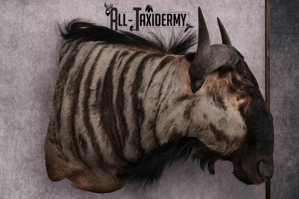 African Blue Wildebeest Wall Pedestal Taxidermy Mount SKU 2484 - Image 4