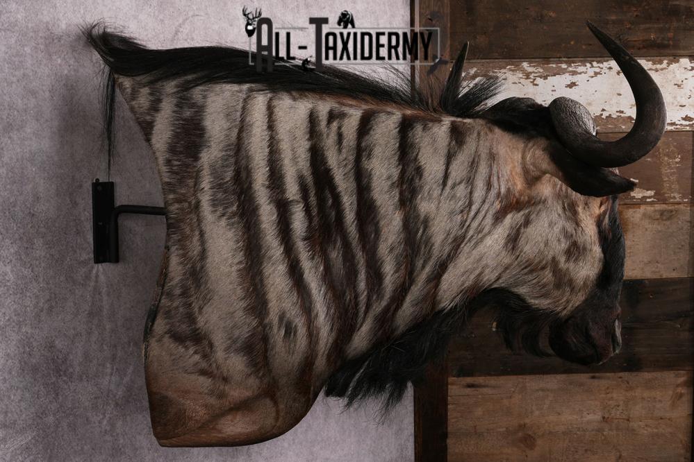 African Blue Wildebeest Wall Pedestal Taxidermy Mount SKU 2484 - Image 3