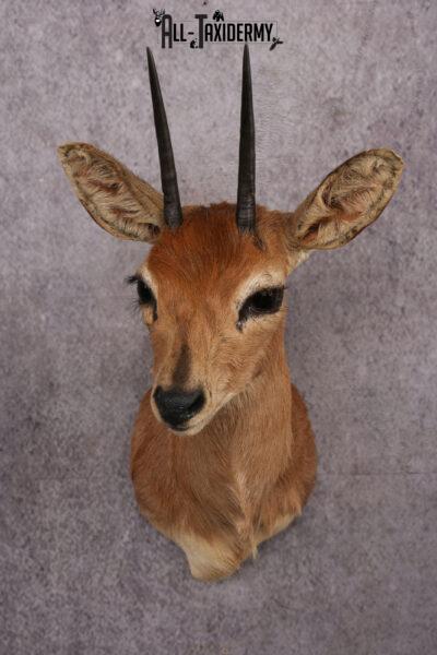 African Duiker taxidermy mount SKU 2526