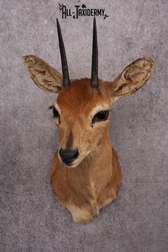 African Duiker taxidermy mount SKU 2526