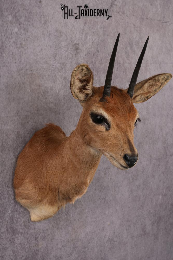 African Duiker taxidermy mount SKU 2526 - Image 5
