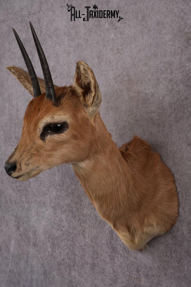 African Duiker taxidermy mount SKU 2526 - Image 4