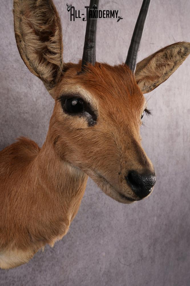 African Duiker taxidermy mount SKU 2526 - Image 8