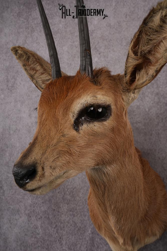 African Duiker taxidermy mount SKU 2526 - Image 7