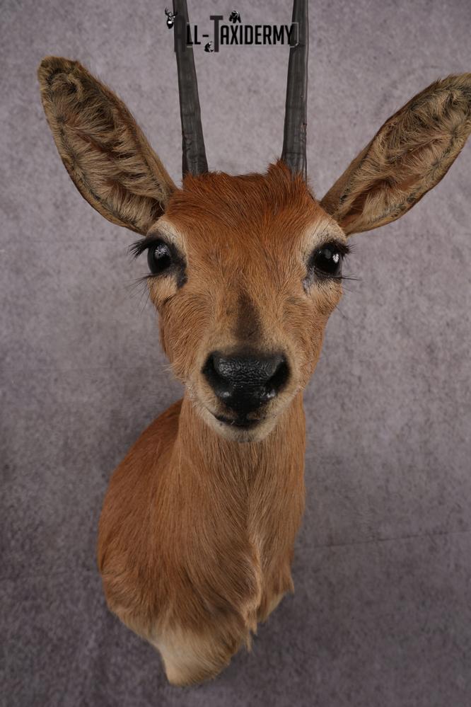 African Duiker taxidermy mount SKU 2526 - Image 6