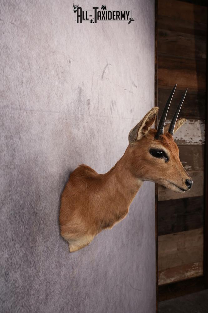 African Duiker taxidermy mount SKU 2526 - Image 3