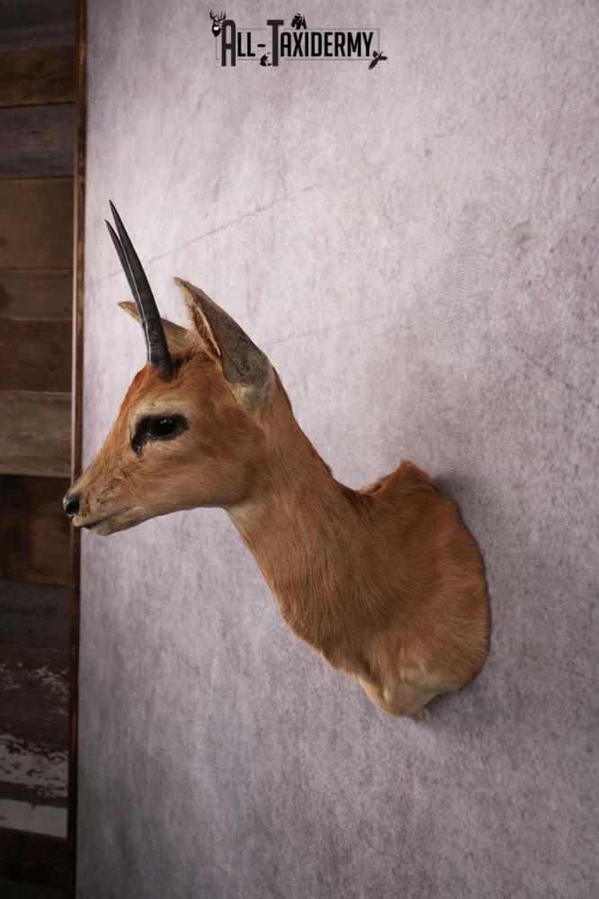 African Duiker taxidermy mount SKU 2526 - Image 2