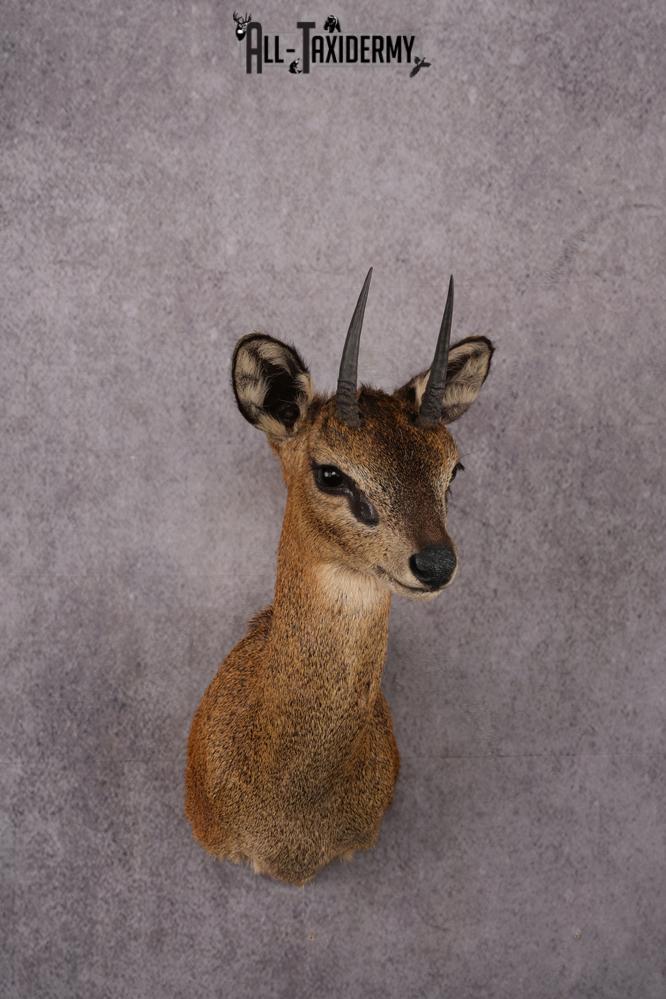 African Klipspringer taxidermy shoulder mount SKU 2527