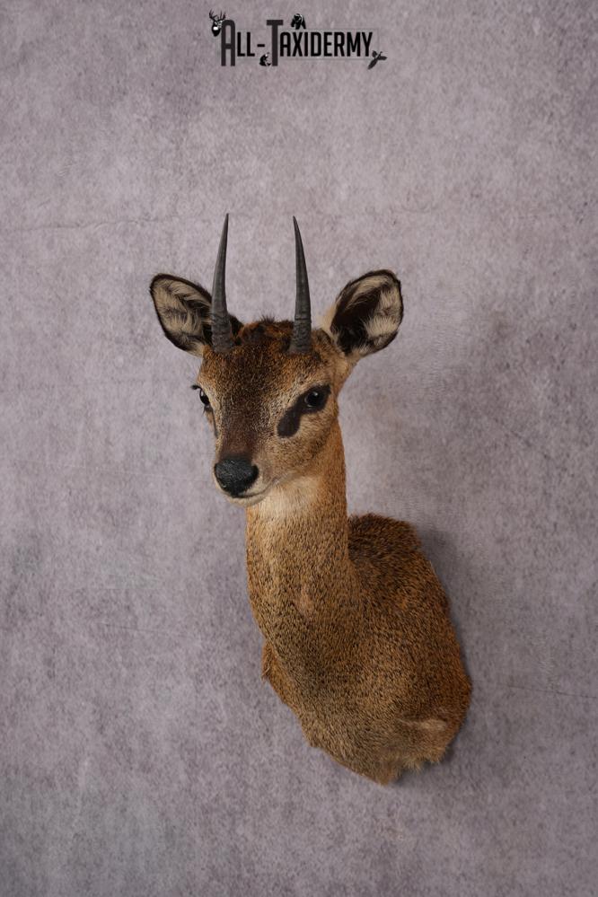 African Klipspringer taxidermy shoulder mount SKU 2527 - Image 3