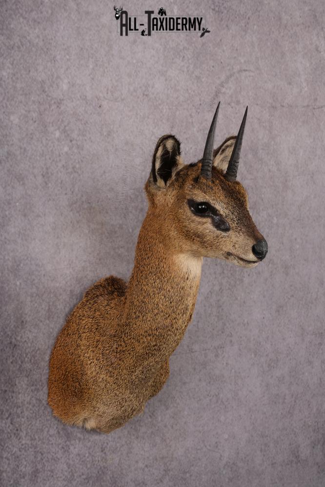 African Klipspringer taxidermy shoulder mount SKU 2527 - Image 2