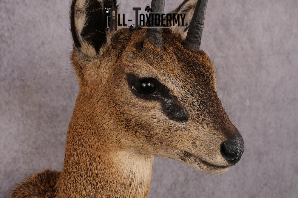 African Klipspringer taxidermy shoulder mount SKU 2527 - Image 6