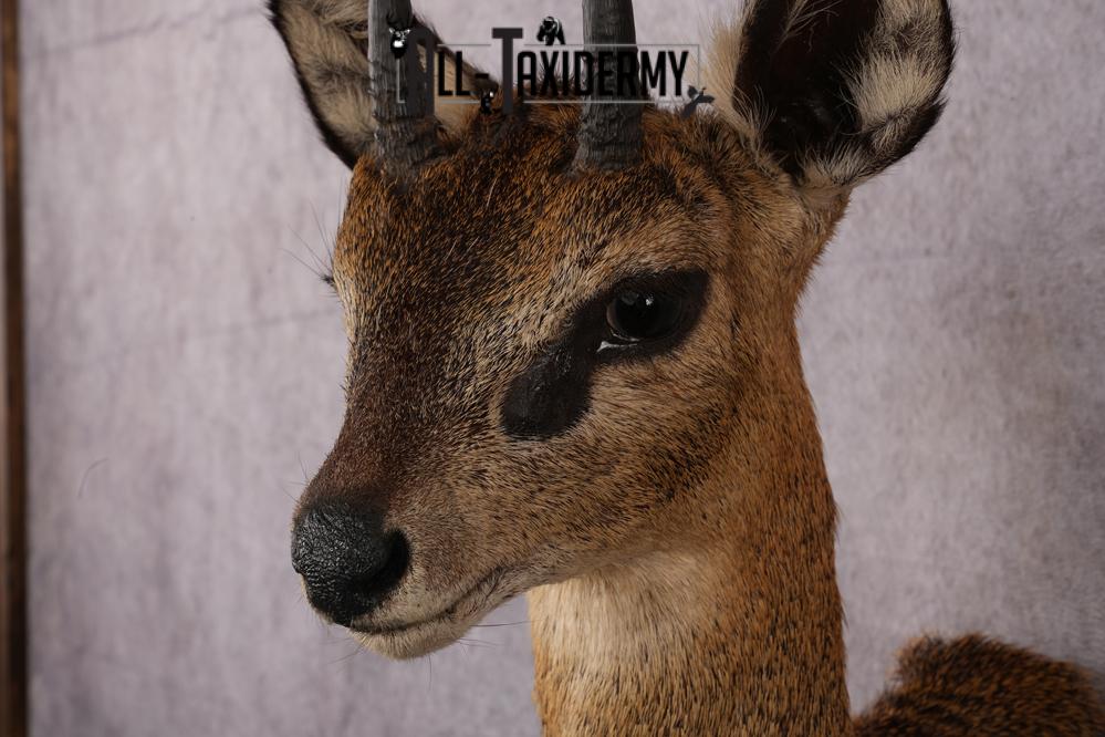African Klipspringer taxidermy shoulder mount SKU 2527 - Image 5