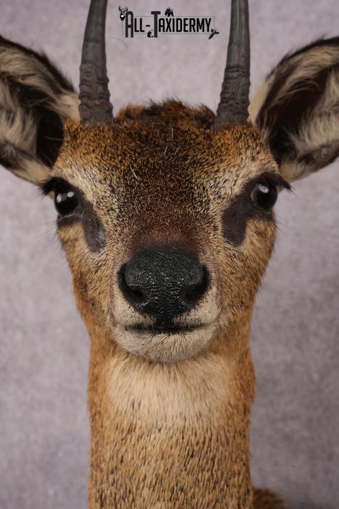 African Klipspringer taxidermy shoulder mount SKU 2527 - Image 4
