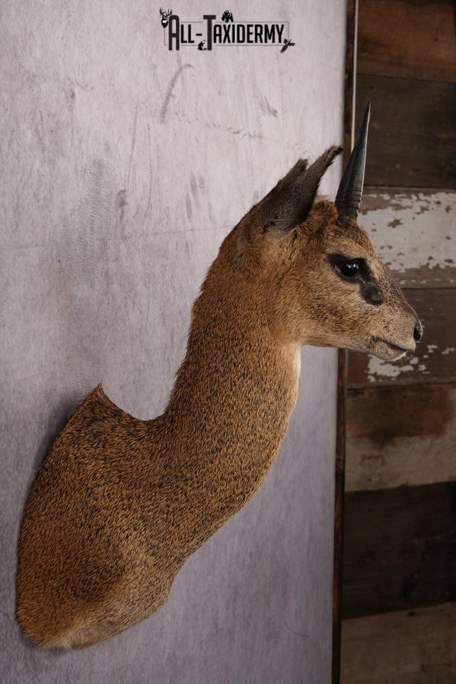 African Klipspringer taxidermy shoulder mount SKU 2527 - Image 8