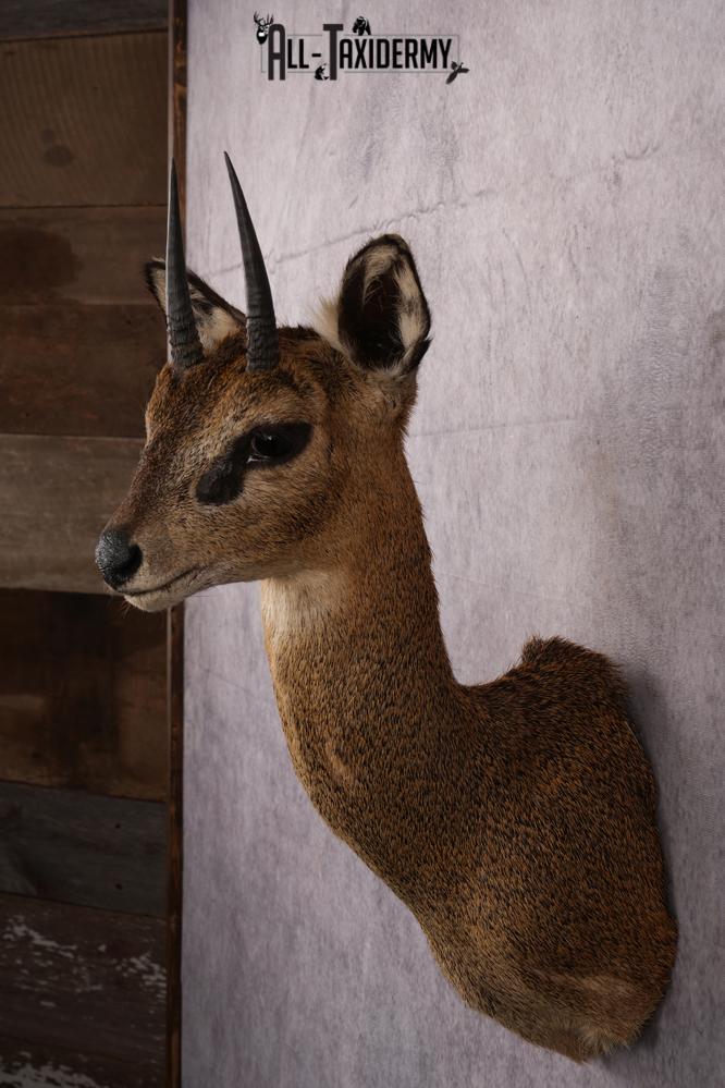 African Klipspringer taxidermy shoulder mount SKU 2527 - Image 7