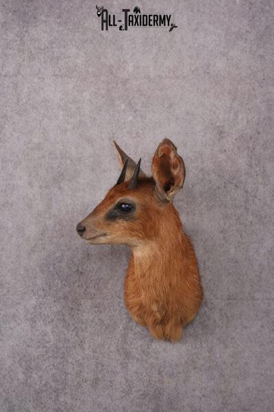 African Cape Grysbok taxidermy mount SKU 2524