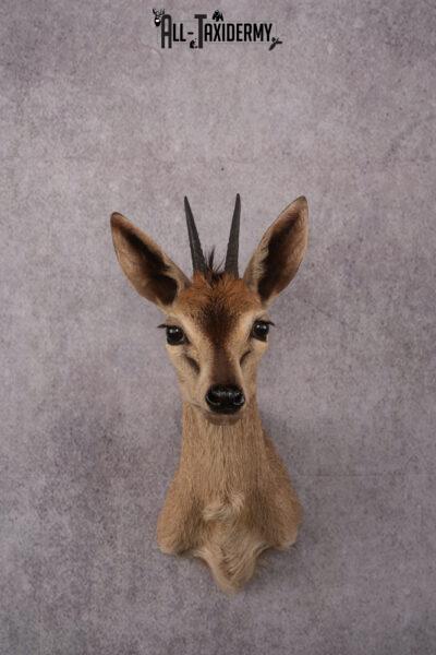 African Duiker taxidermy mount SKU 2537