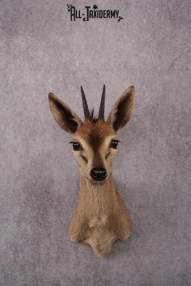 African Duiker taxidermy mount SKU 2537