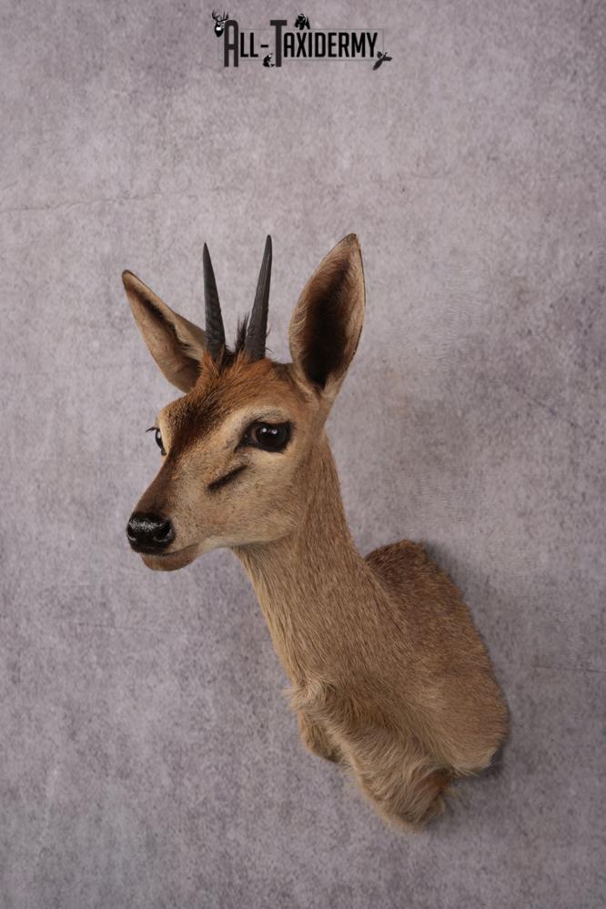 African Duiker taxidermy mount SKU 2537 - Image 8