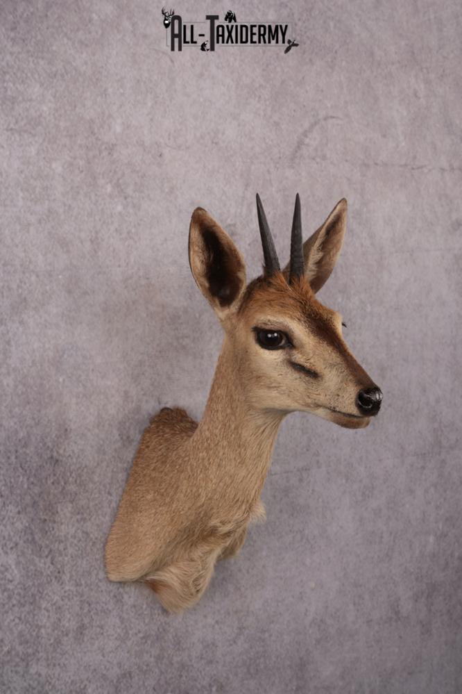 African Duiker taxidermy mount SKU 2537 - Image 7
