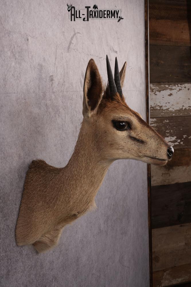 African Duiker taxidermy mount SKU 2537 - Image 6