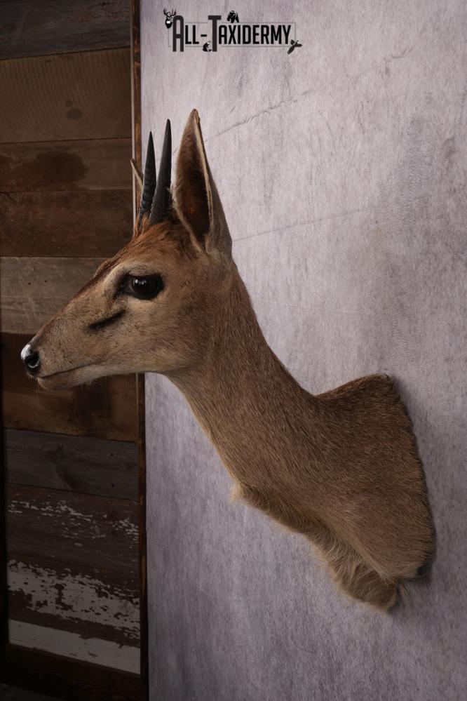 African Duiker taxidermy mount SKU 2537 - Image 5