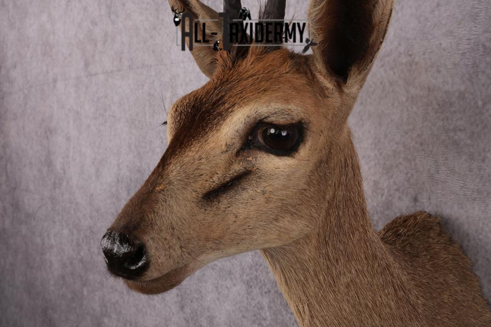 African Duiker taxidermy mount SKU 2537 - Image 4