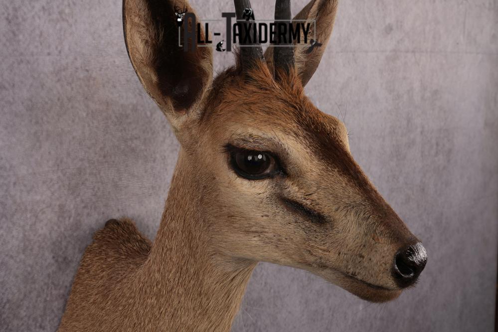 African Duiker taxidermy mount SKU 2537 - Image 3