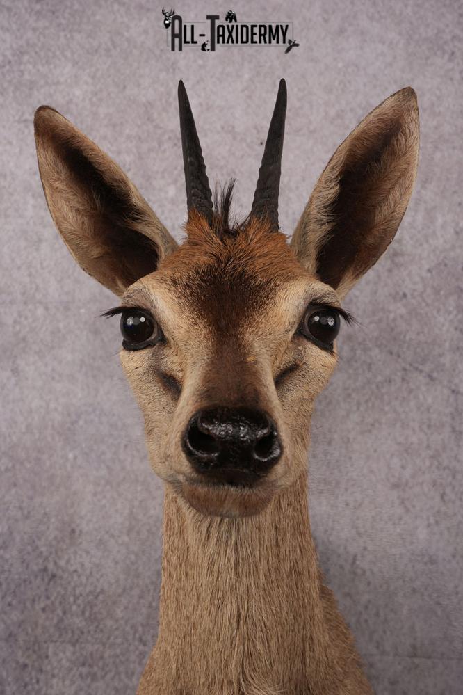 African Duiker taxidermy mount SKU 2537 - Image 2