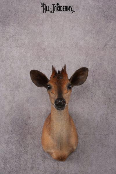 African Red Forest Duiker taxidermy shoulder mount SKU 2528