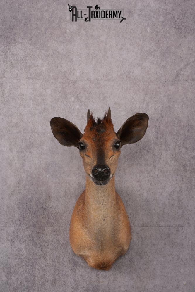 African Red Forest Duiker taxidermy shoulder mount SKU 2528