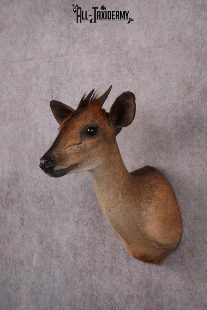 African Red Forest Duiker taxidermy shoulder mount SKU 2528 - Image 8