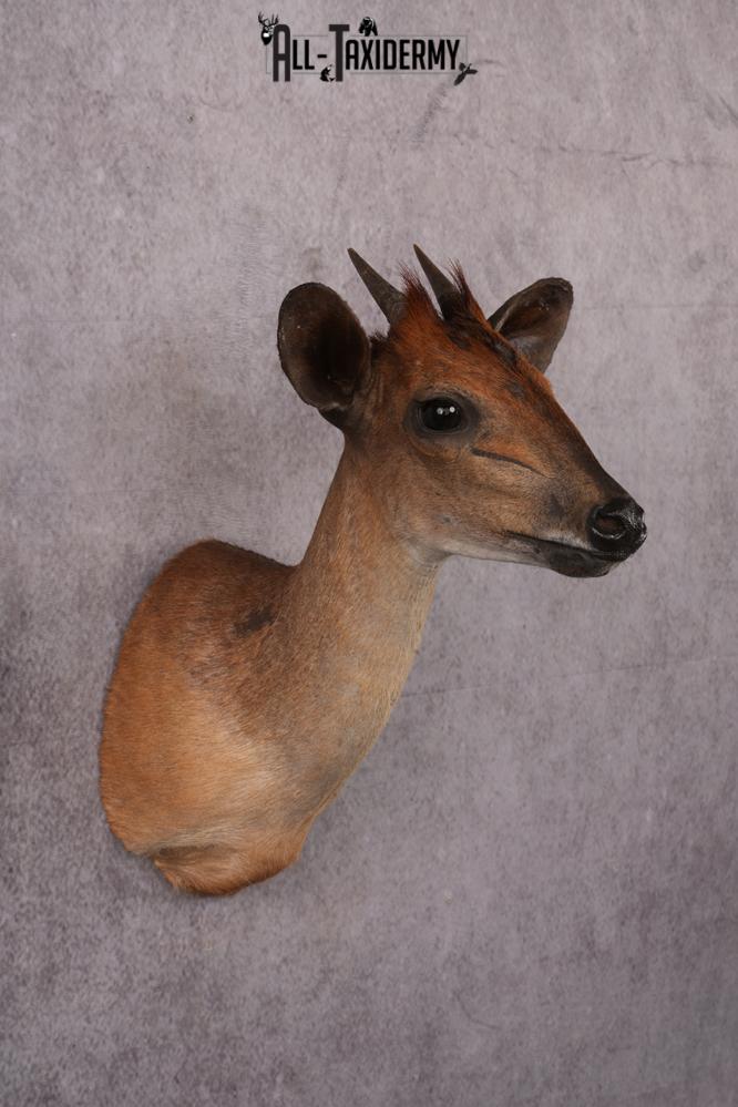 African Red Forest Duiker taxidermy shoulder mount SKU 2528 - Image 7