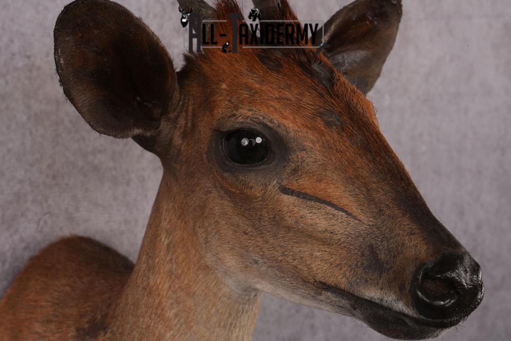 African Red Forest Duiker taxidermy shoulder mount SKU 2528 - Image 6