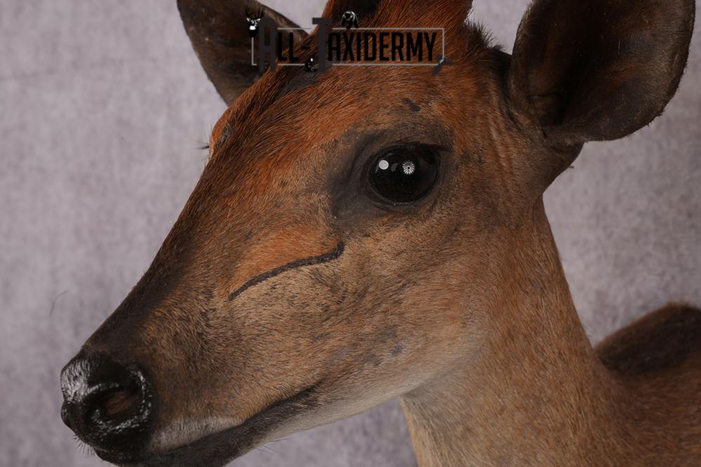 African Red Forest Duiker taxidermy shoulder mount SKU 2528 - Image 5