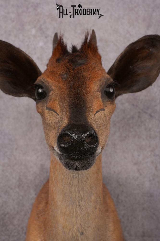 African Red Forest Duiker taxidermy shoulder mount SKU 2528 - Image 4