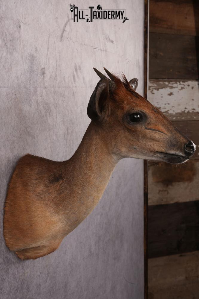African Red Forest Duiker taxidermy shoulder mount SKU 2528 - Image 3