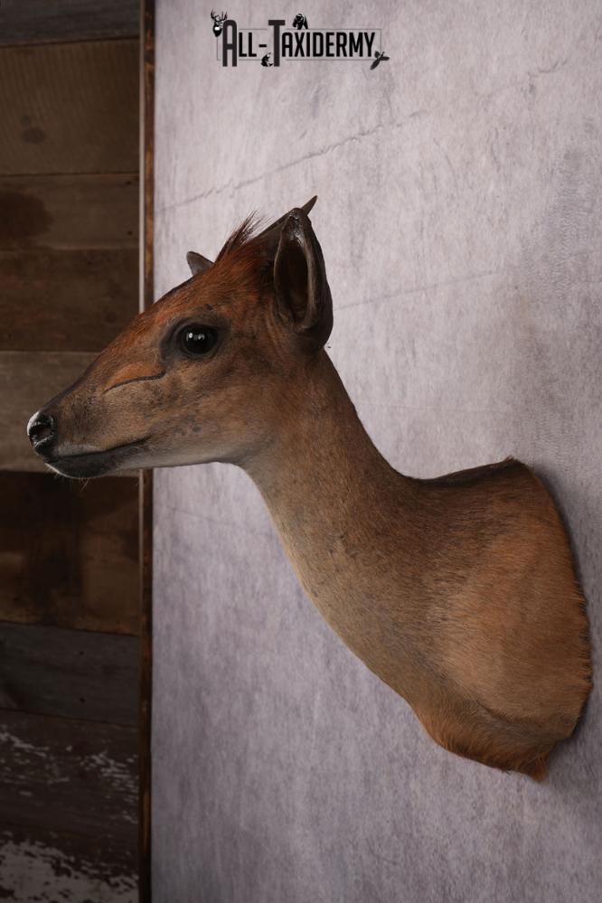 African Red Forest Duiker taxidermy shoulder mount SKU 2528 - Image 2