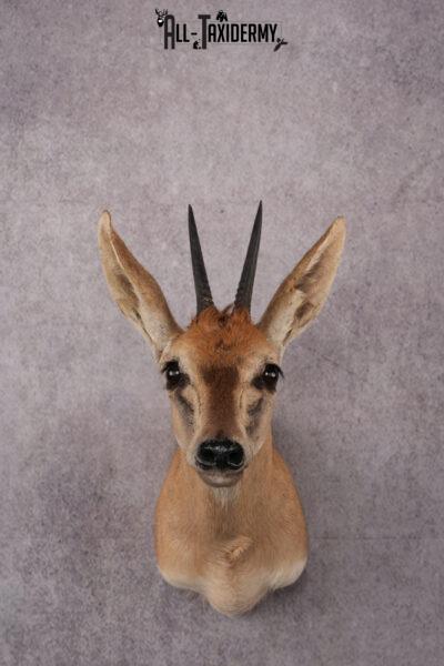 African Duiker taxidermy mount SKU 2540
