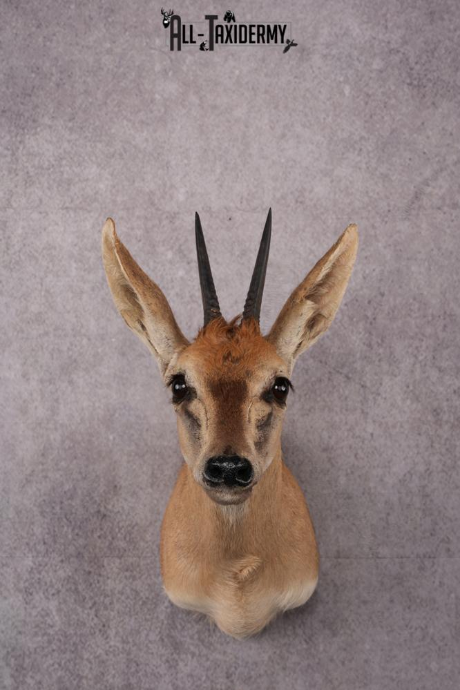 African Duiker taxidermy mount SKU 2540